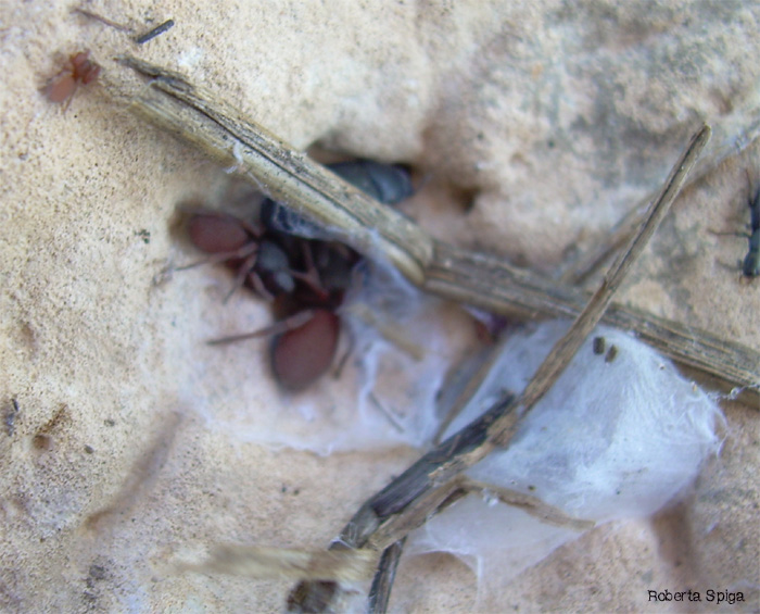 Palpimanus gibbulus